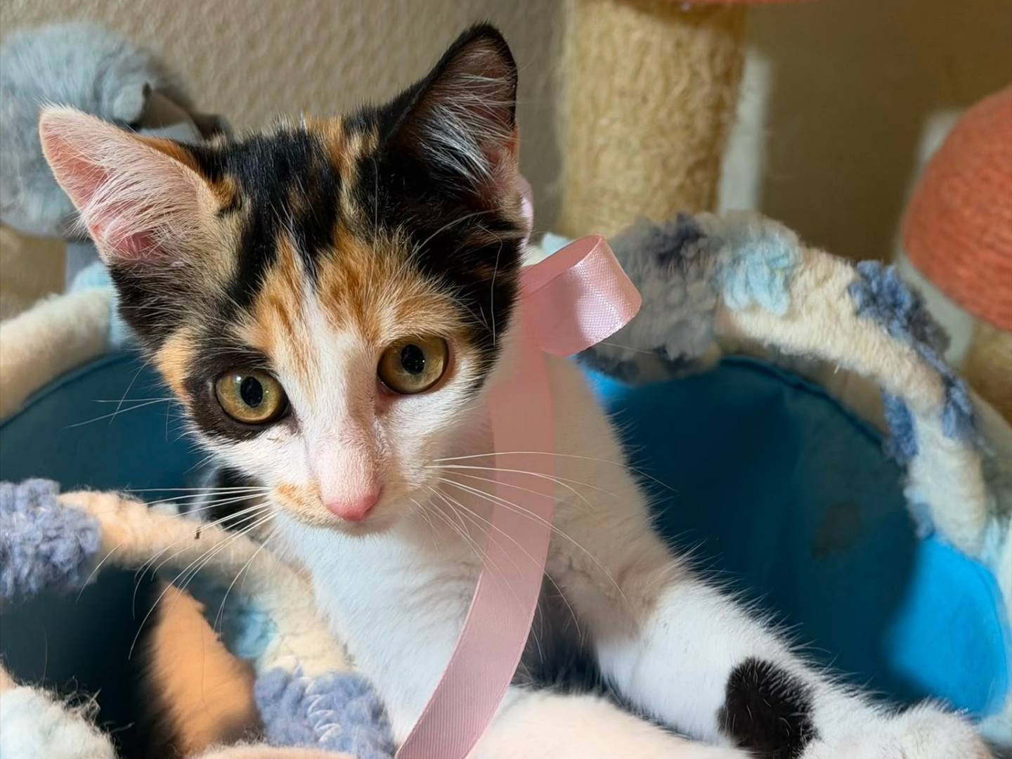 Adotta il gatto MOCHA a Latina