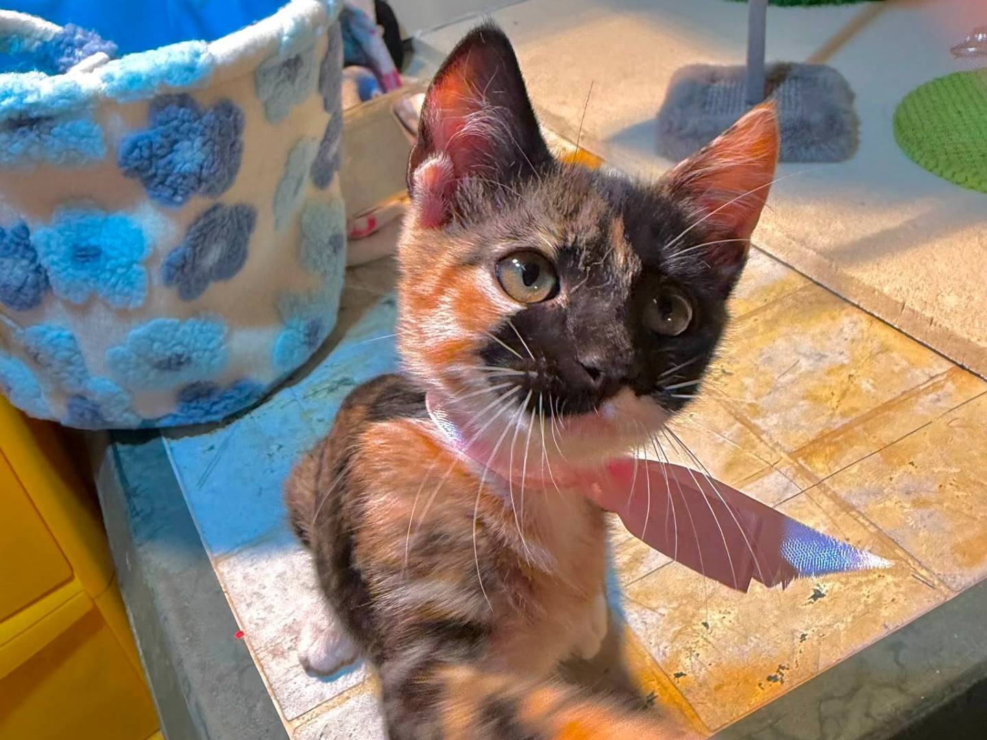Adotta un gatto, femmina, 2 mesi, Latina