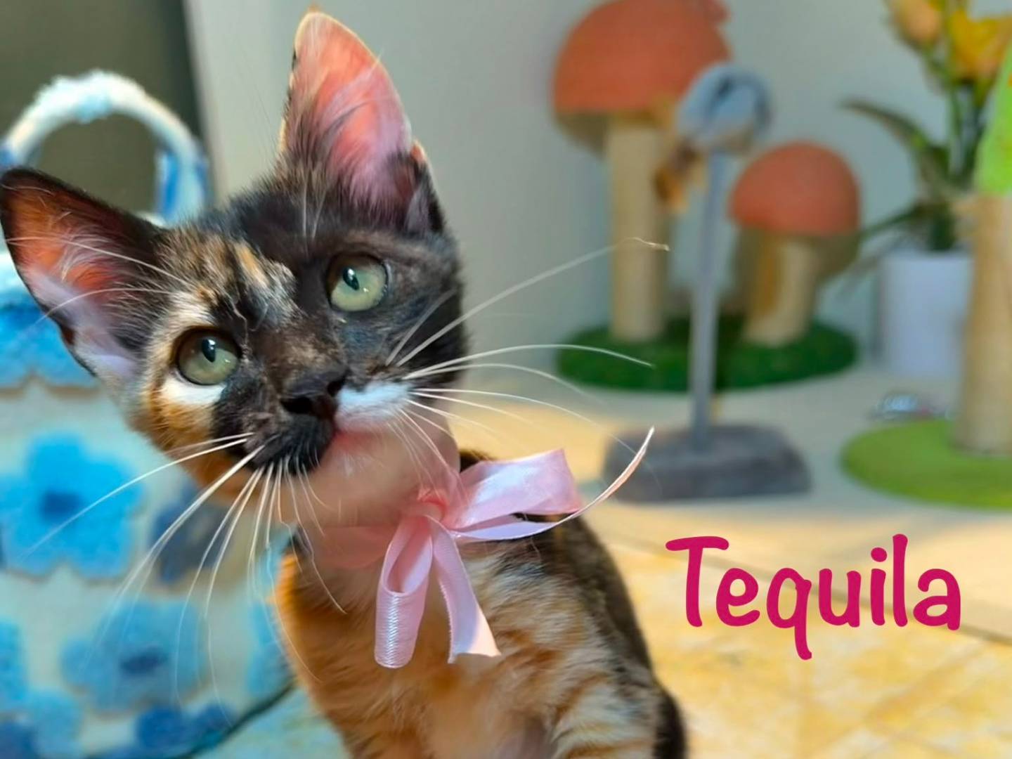Vuoi adottare un gatto a Latina?