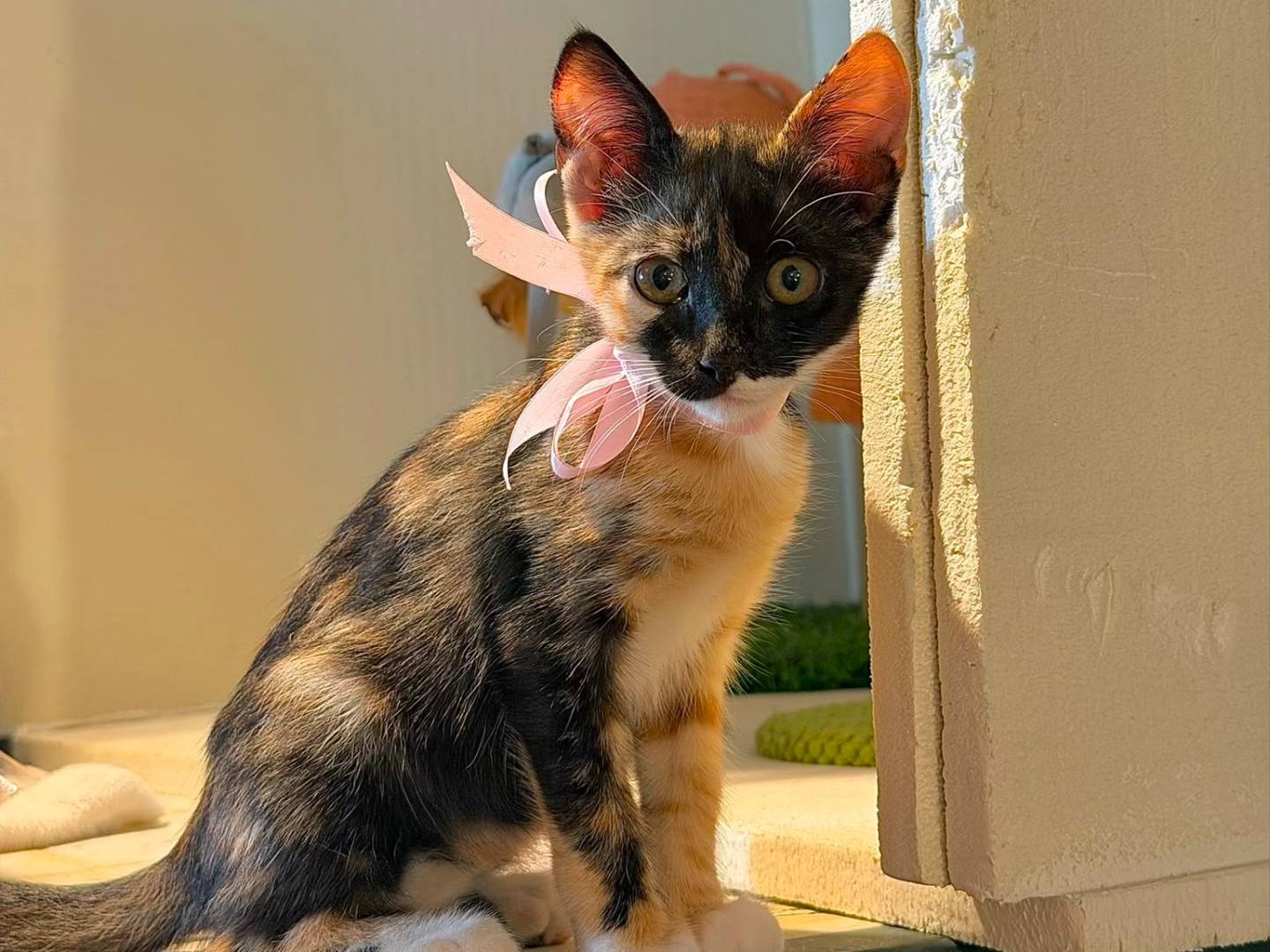 Adotta il gatto TEQUILA a Latina