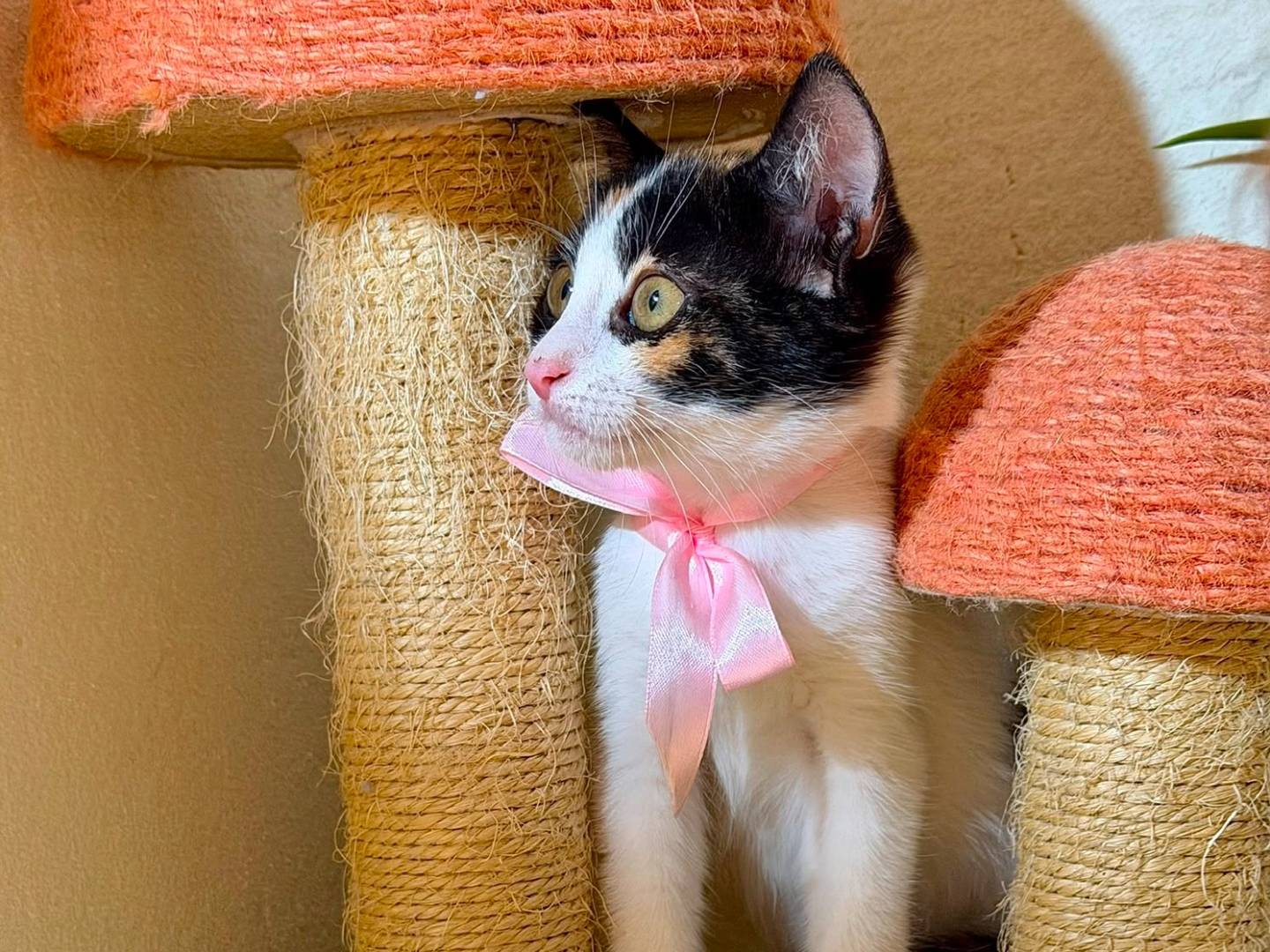 Adozione gatto, femmina, Razza sconosciuta Razza sconosciuta, 2 mesi, taglia non valida, Latina