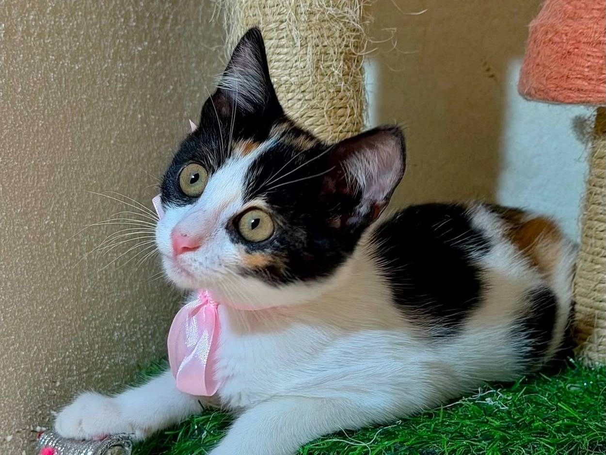 Vuoi adottare un gatto a Latina?