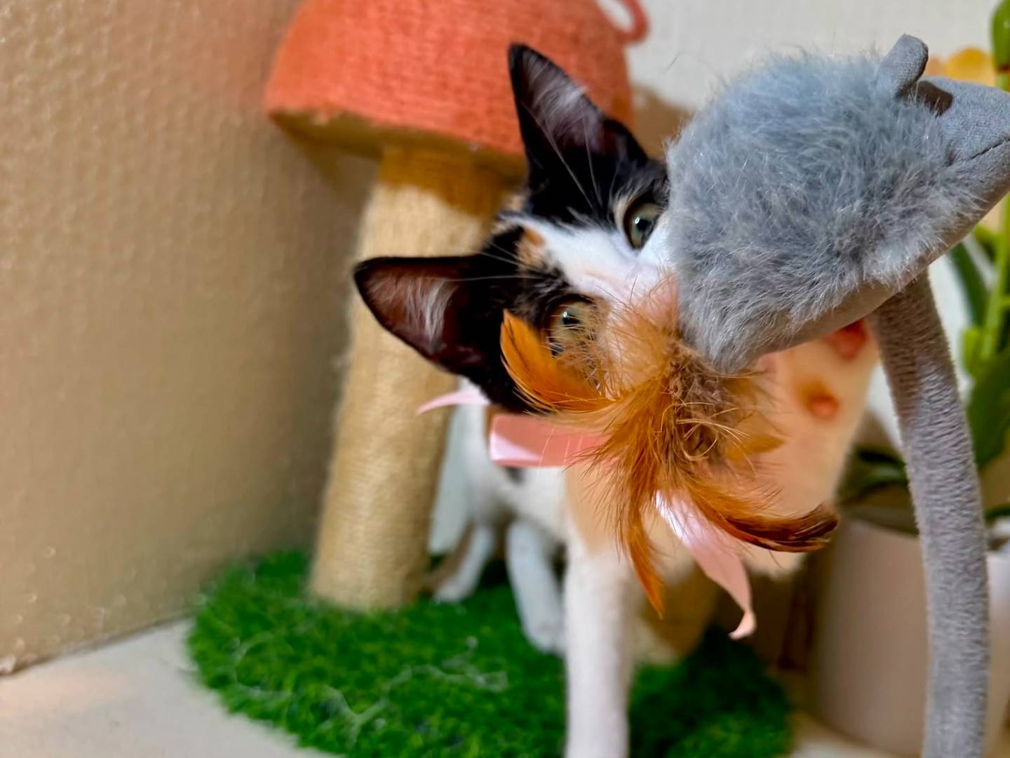 Adotta il gatto PEPITA a Latina