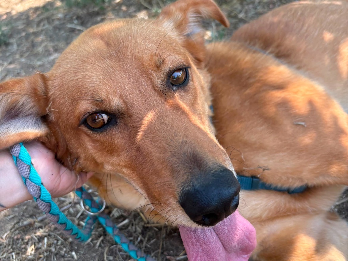 Vuoi adottare un cane a Caserta?