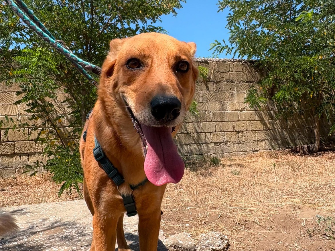 Adotta il cane MIRO  a Caserta