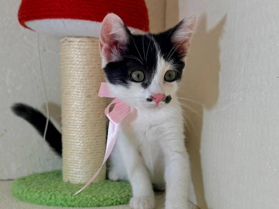 Adozione gatto, femmina, Razza sconosciuta Razza sconosciuta, 2 mesi, taglia non valida, Latina