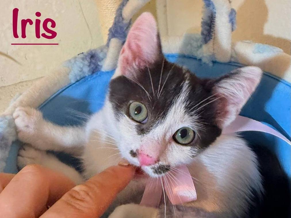 Adotta un gatto, femmina, 2 mesi, Latina