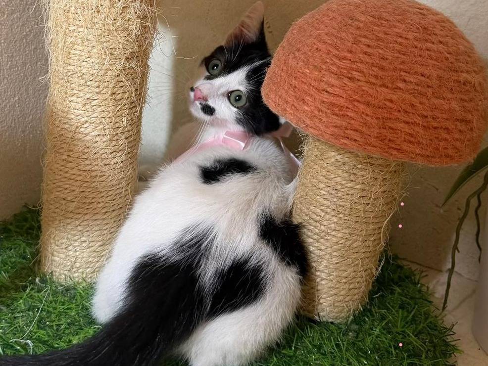 Vuoi adottare un gatto a Latina?