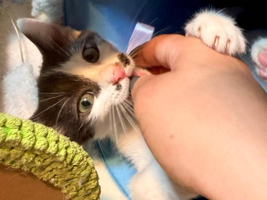 Adotta il gatto IRIS a Latina