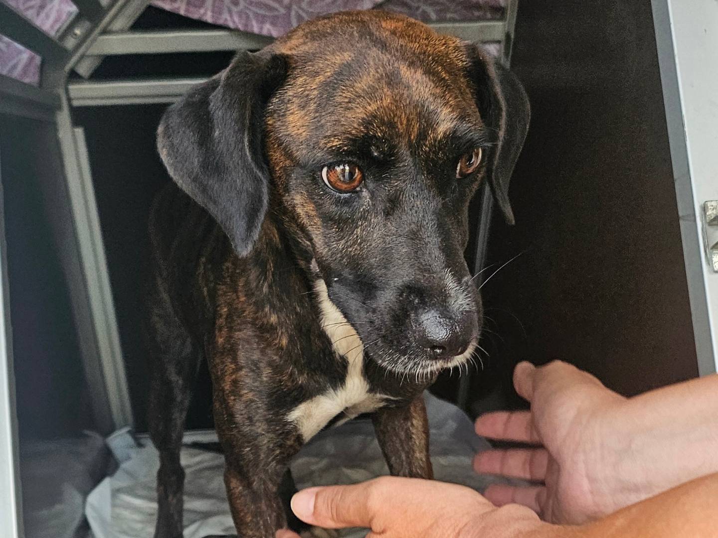 Adozione cane, femmina, Razza sconosciuta Razza sconosciuta, 4 anni e 1 mese, taglia piccola, Pavia