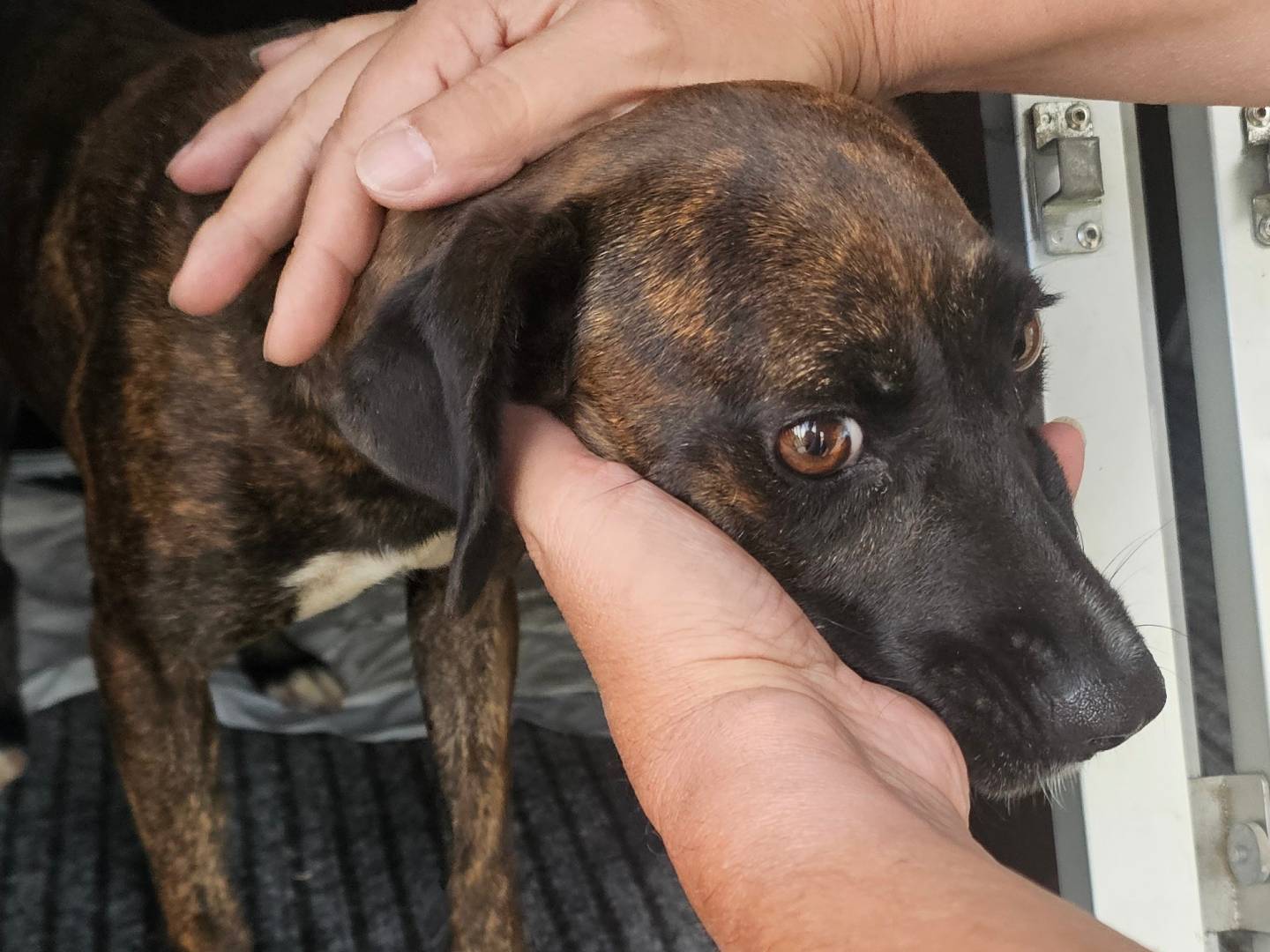Adotta un cane, taglia piccola, femmina, Pavia