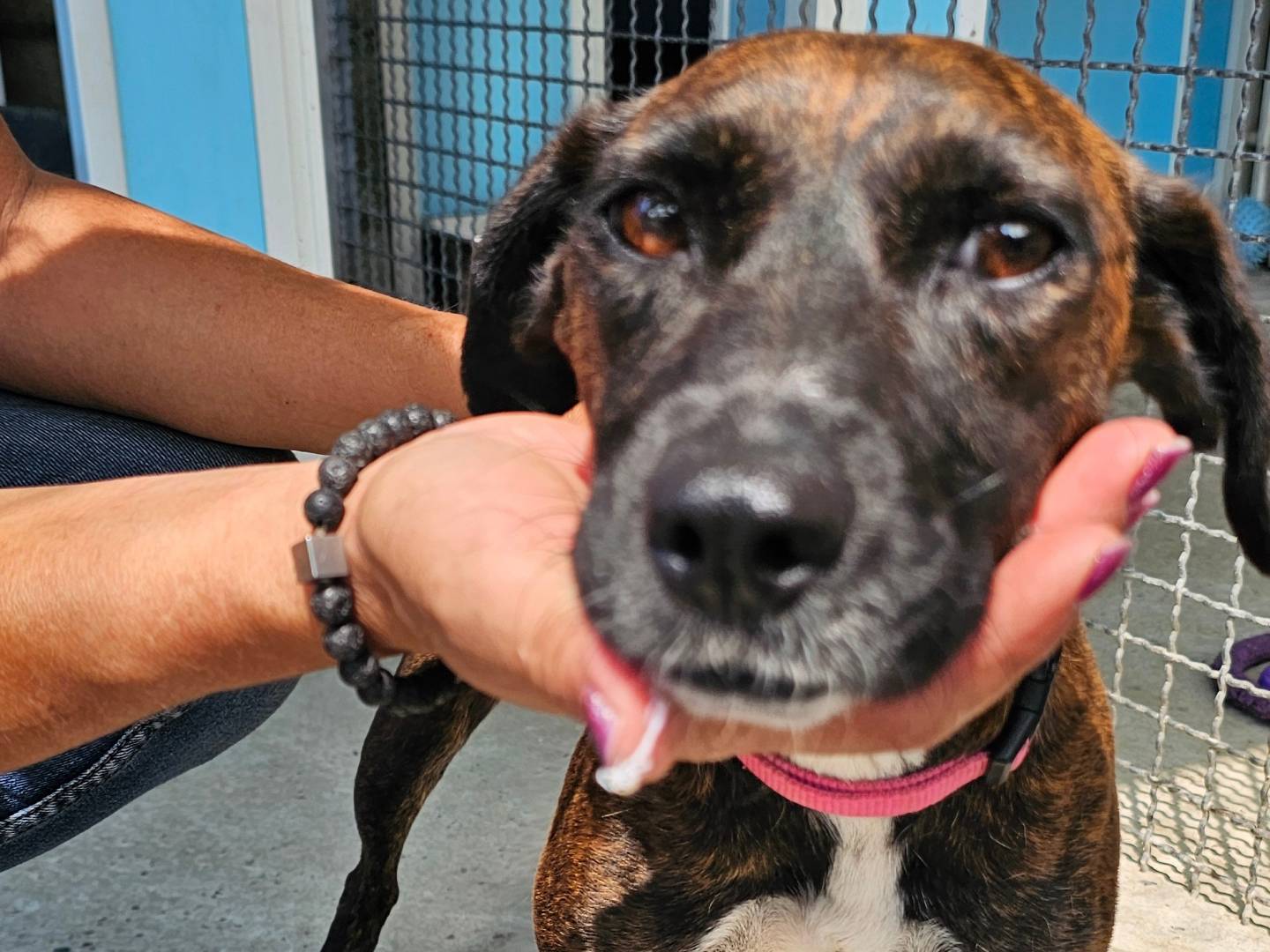 Vuoi adottare un cane a Pavia?