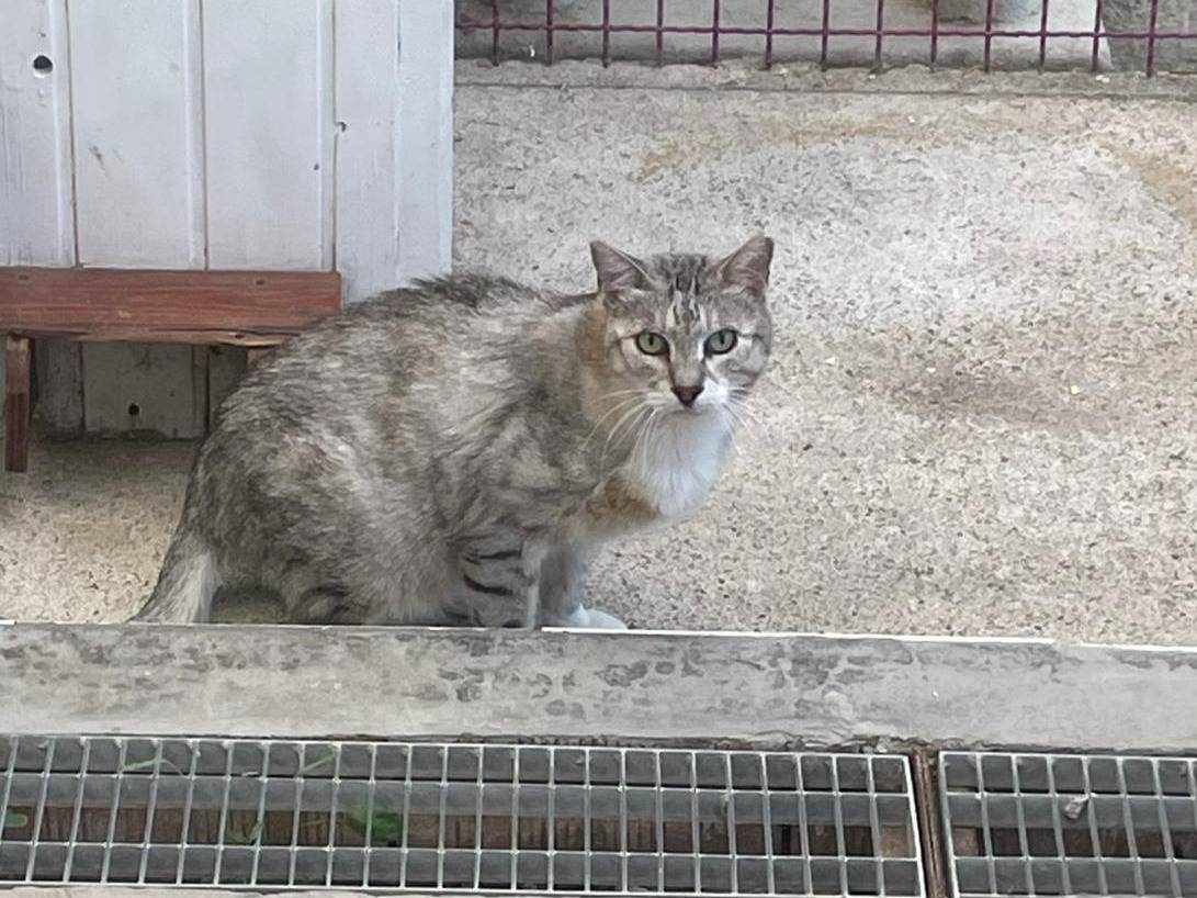 Adozione gatto, maschio, Razza sconosciuta Razza sconosciuta, 6 anni e 6 mesi, taglia non valida, Milano