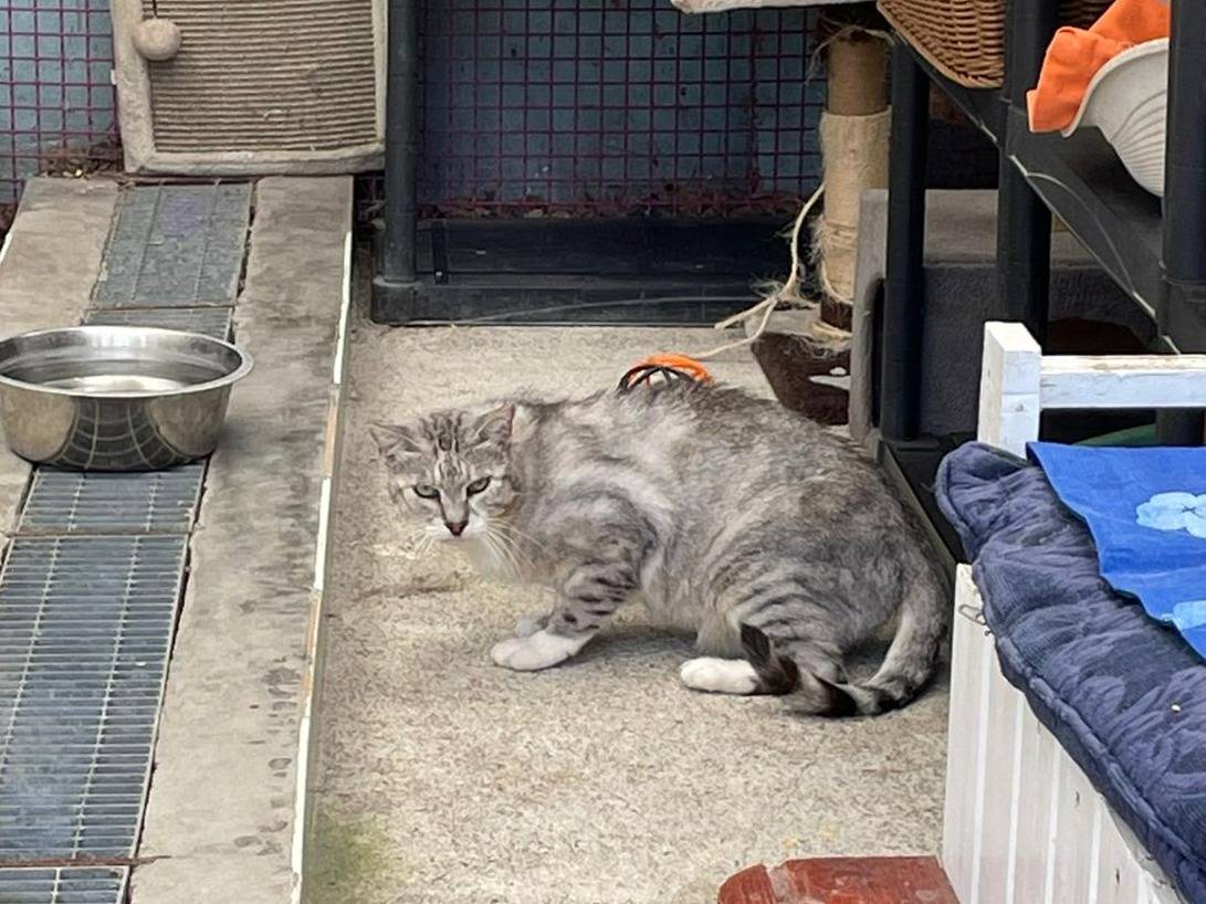 Vuoi adottare un gatto a Milano?