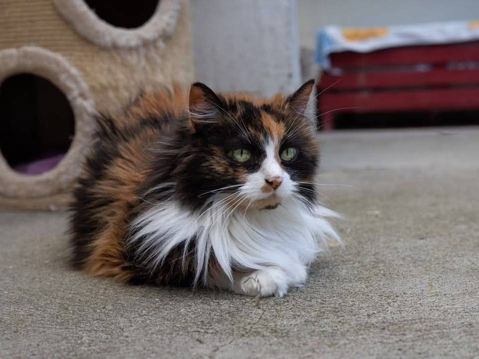 Adotta il gatto Peppa a Milano