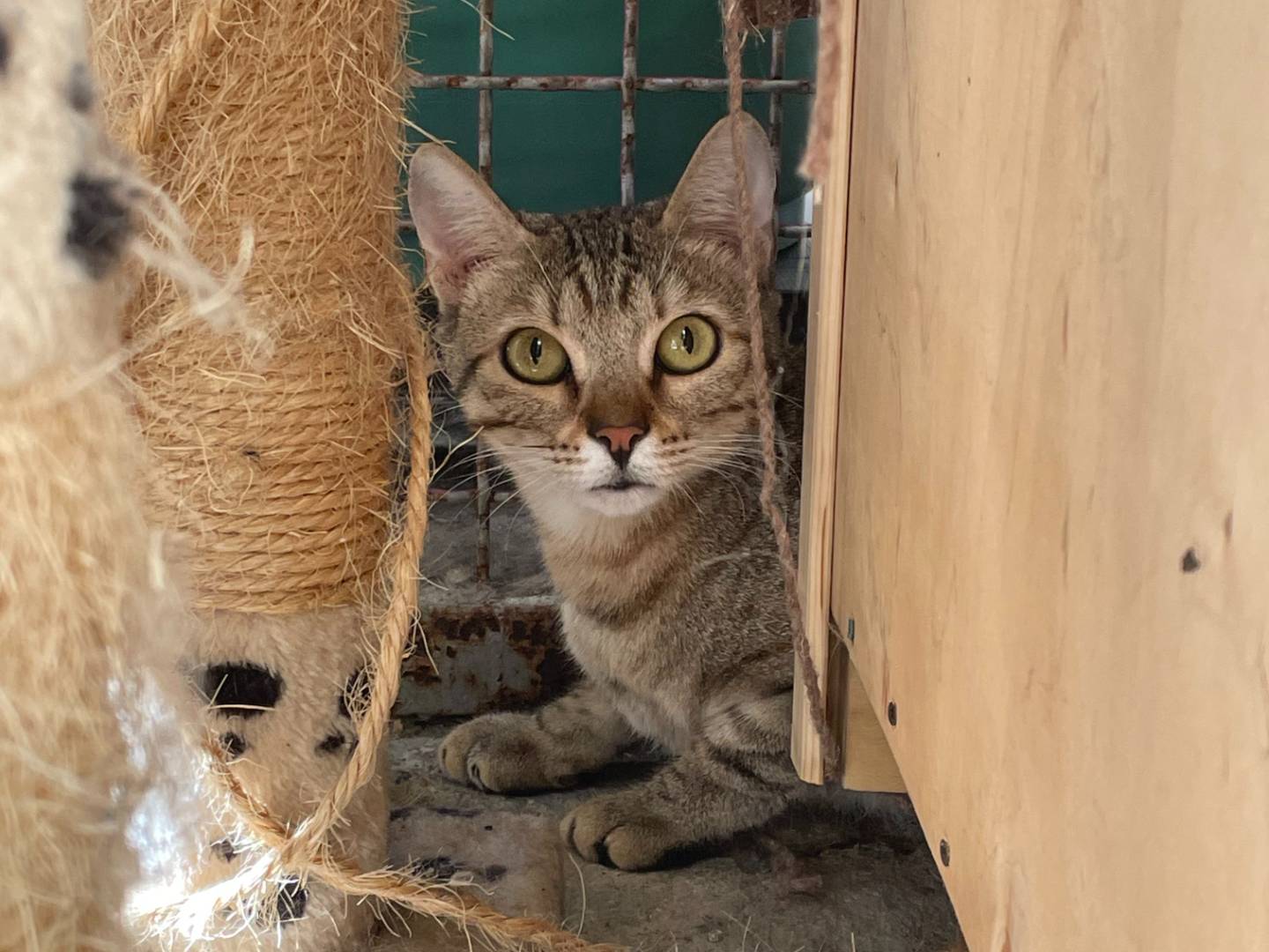 Adotta il gatto Camilla a Milano