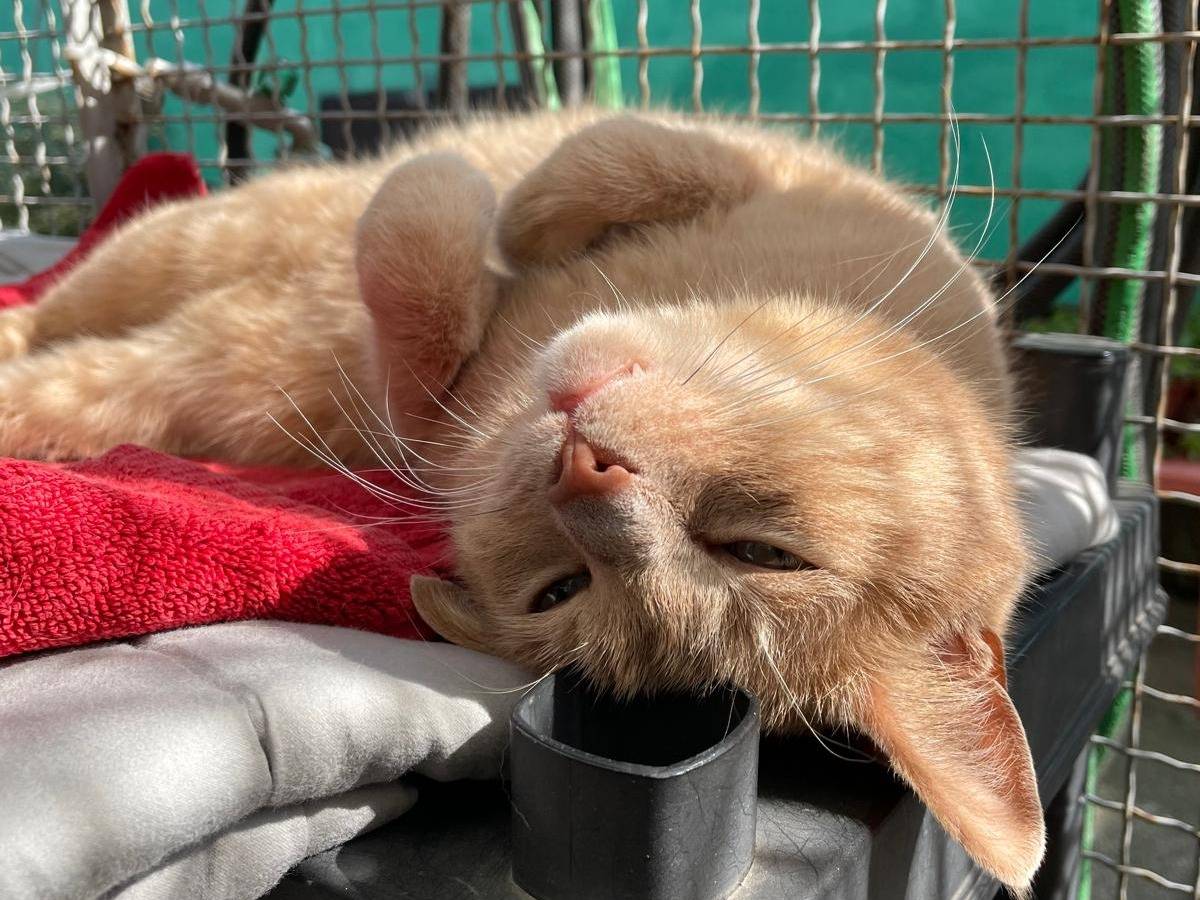 Adotta il gatto Sir Oliver a Milano