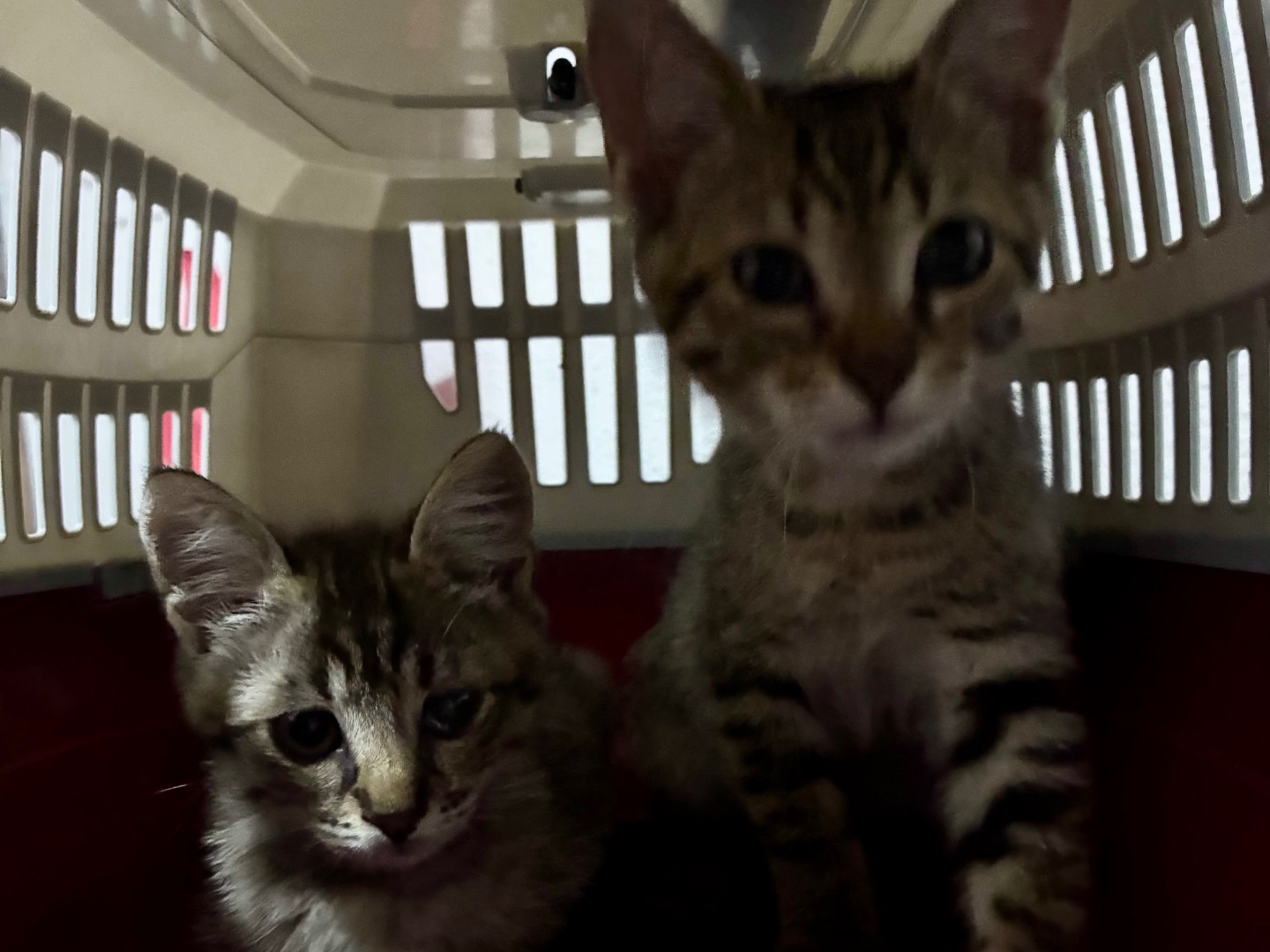 Adotta un gatto, maschio, 2 mesi, Torino
