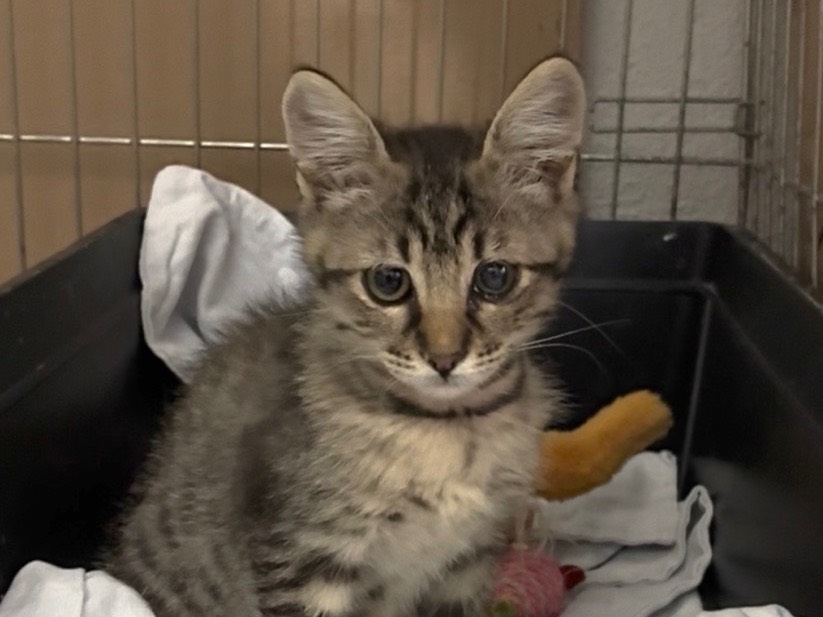 Adozione gatto, maschio, Razza sconosciuta Razza sconosciuta, 2 mesi, taglia non valida, Torino