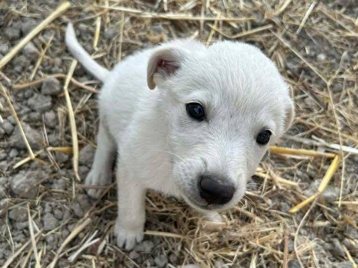 Foto 2 dell'animale