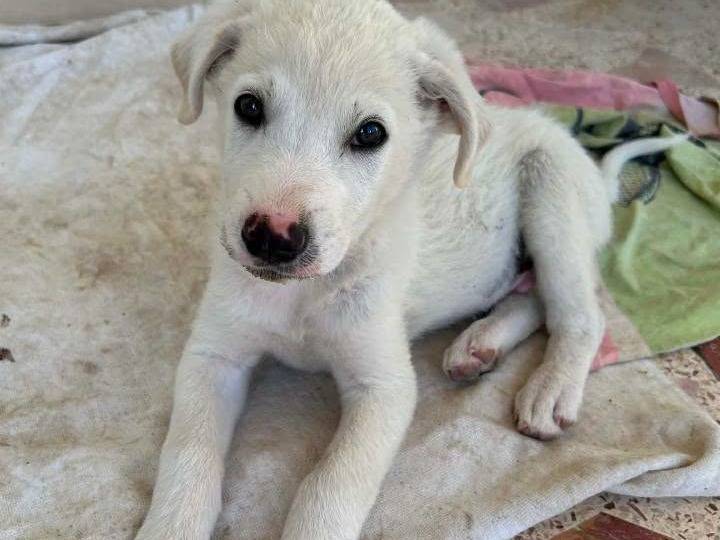 Adozione cane, maschio, Razza sconosciuta Razza sconosciuta, 1 mese, taglia media contenuta, Palermo