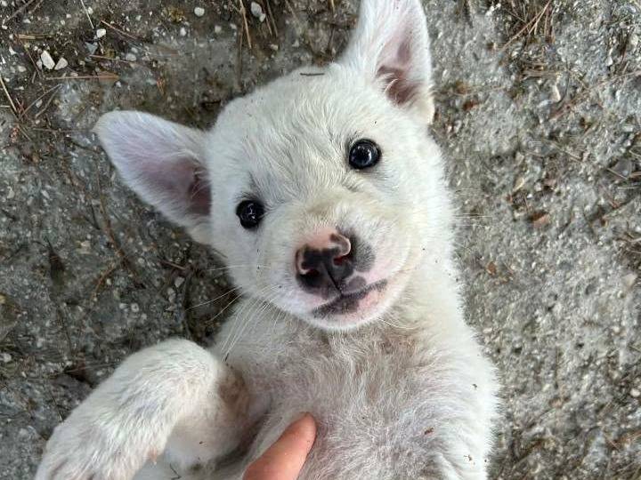 Adotta un cane, maschio, 1 mese, Palermo