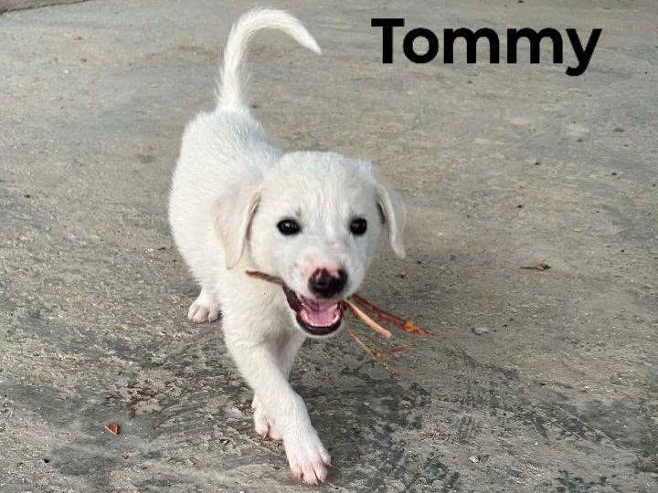 Adotta un cane, taglia media contenuta, maschio, Palermo