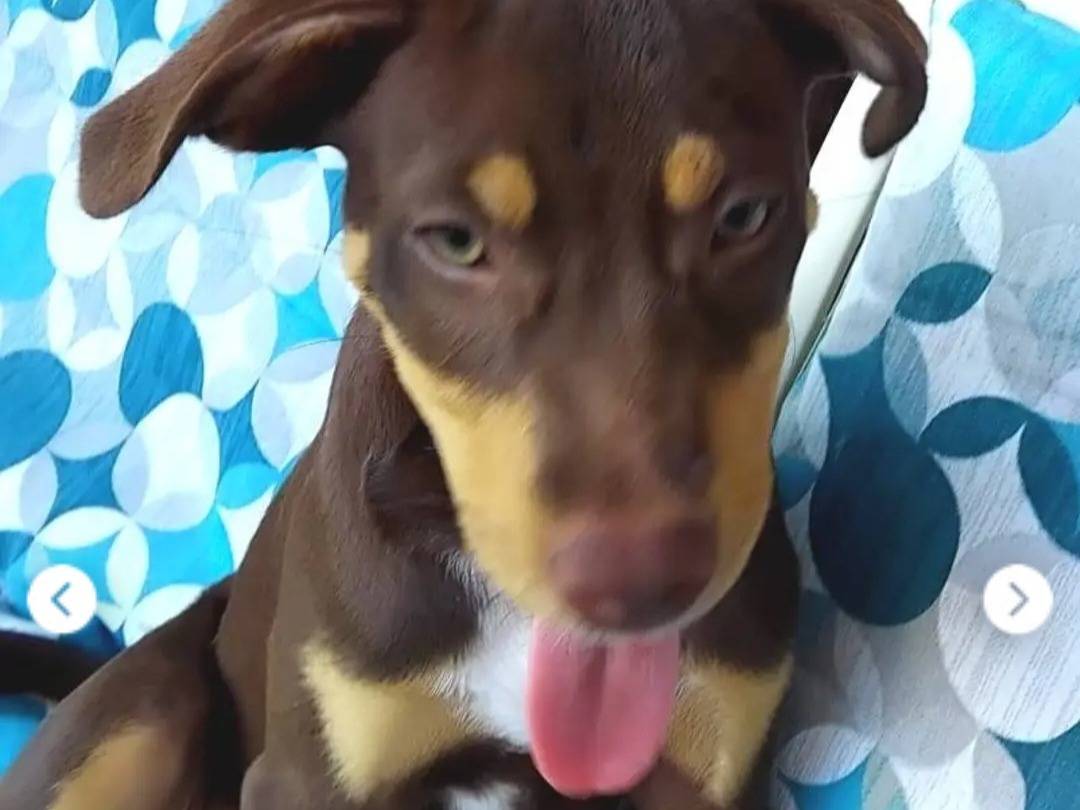 Adozione cane, maschio, Razza sconosciuta Razza sconosciuta, 3 mesi, taglia media contenuta, Salerno