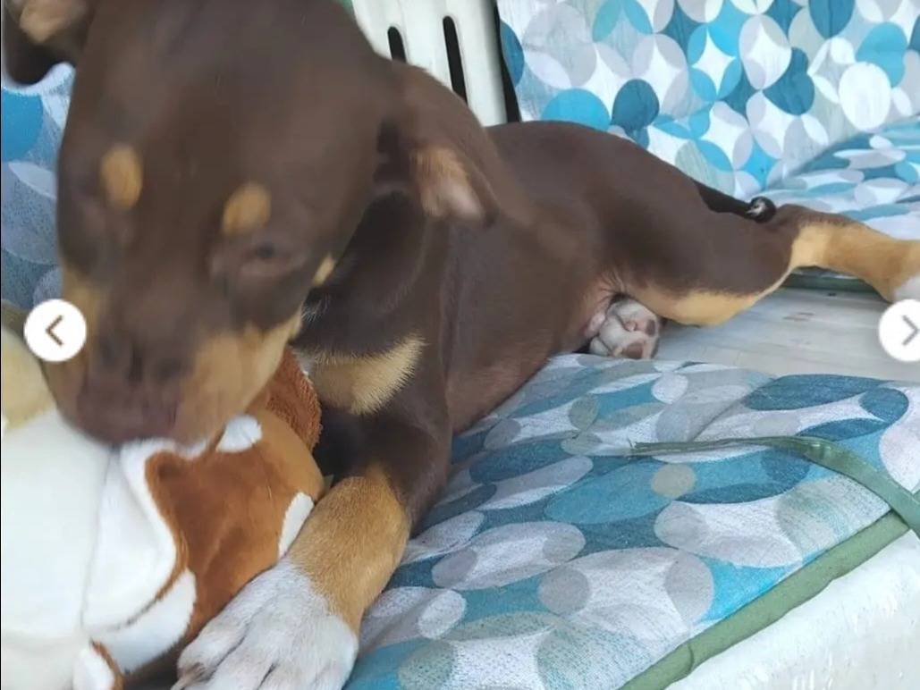 Adotta un cane, maschio, 3 mesi, Salerno