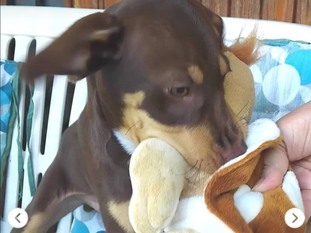 Adotta un cane, taglia media contenuta, maschio, Salerno