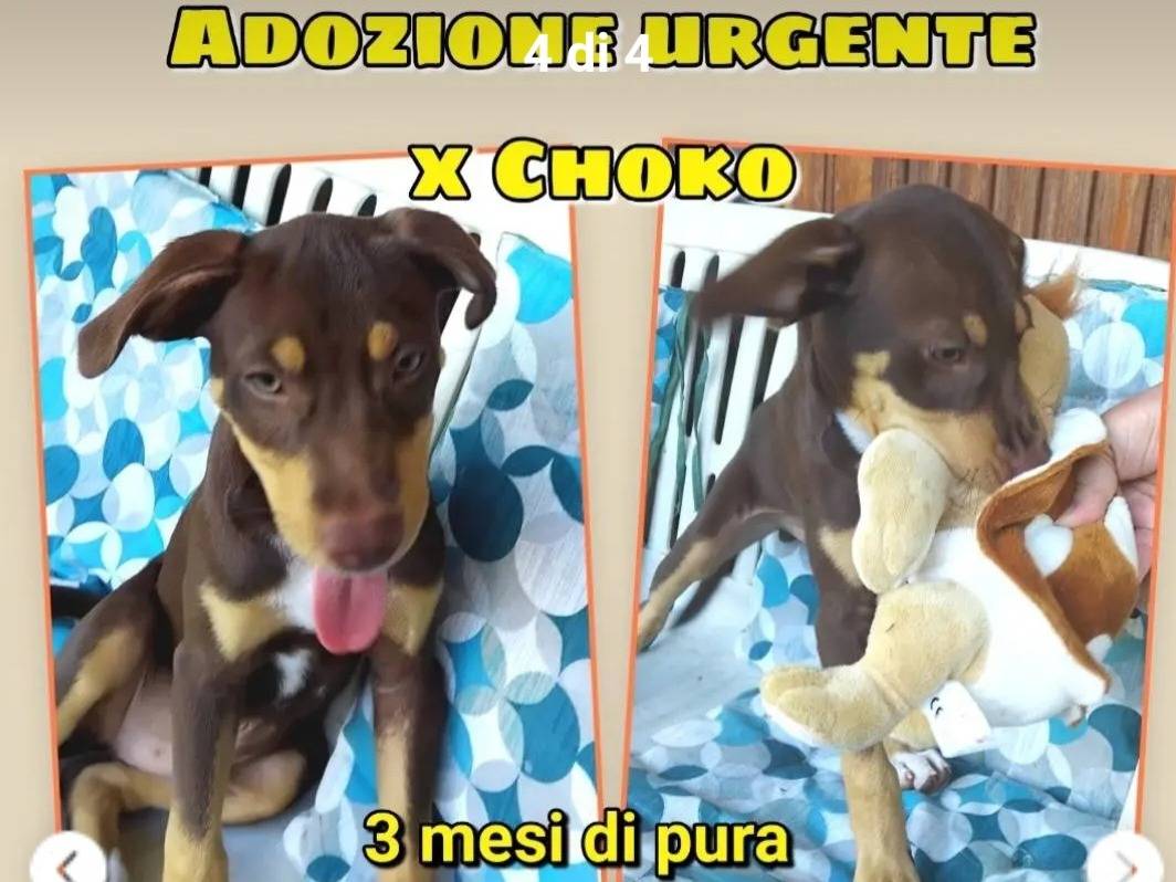 Vuoi adottare un cane a Salerno?