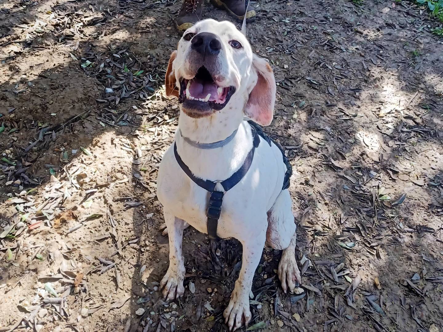 Adotta un cane, maschio, 6 anni e 1 mese, Pisa