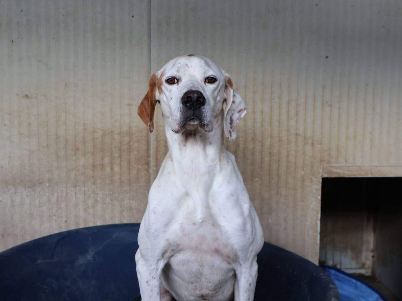 Adozione cane, maschio, Pointer Razza sconosciuta, 6 anni e 1 mese, taglia media, Pisa