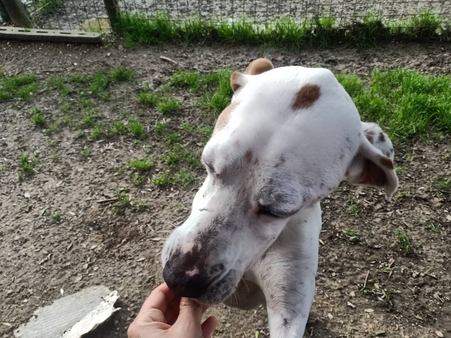 Vuoi adottare un cane a Pisa?
