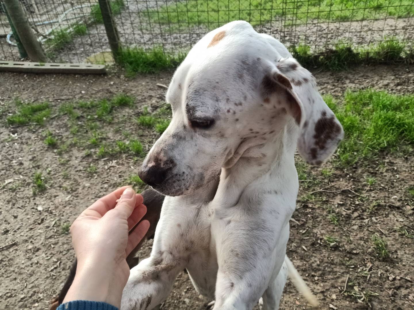 Adotta il cane Argo a Pisa