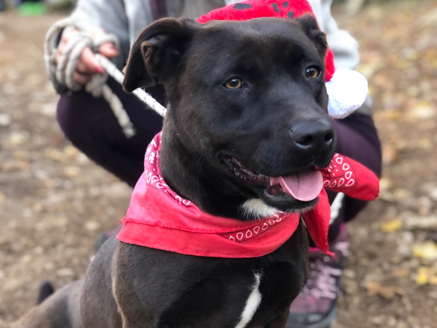 Adozione cane, femmina, Razza sconosciuta Razza sconosciuta, 3 anni e 1 mese, taglia media contenuta, Latina