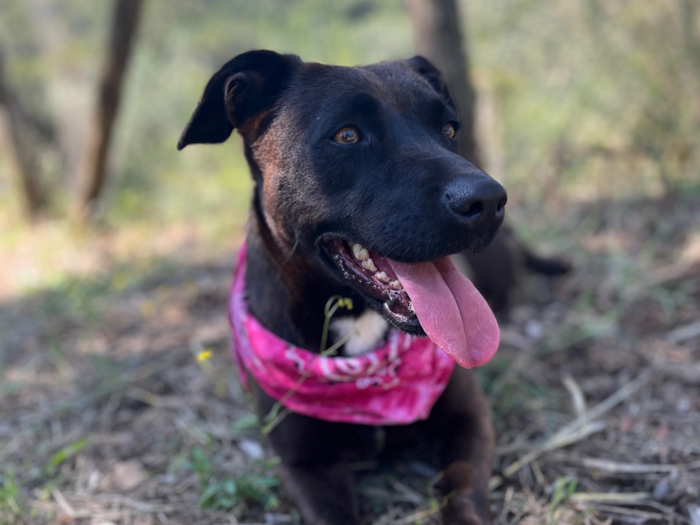 Adotta un cane, femmina, 3 anni e 1 mese, Latina