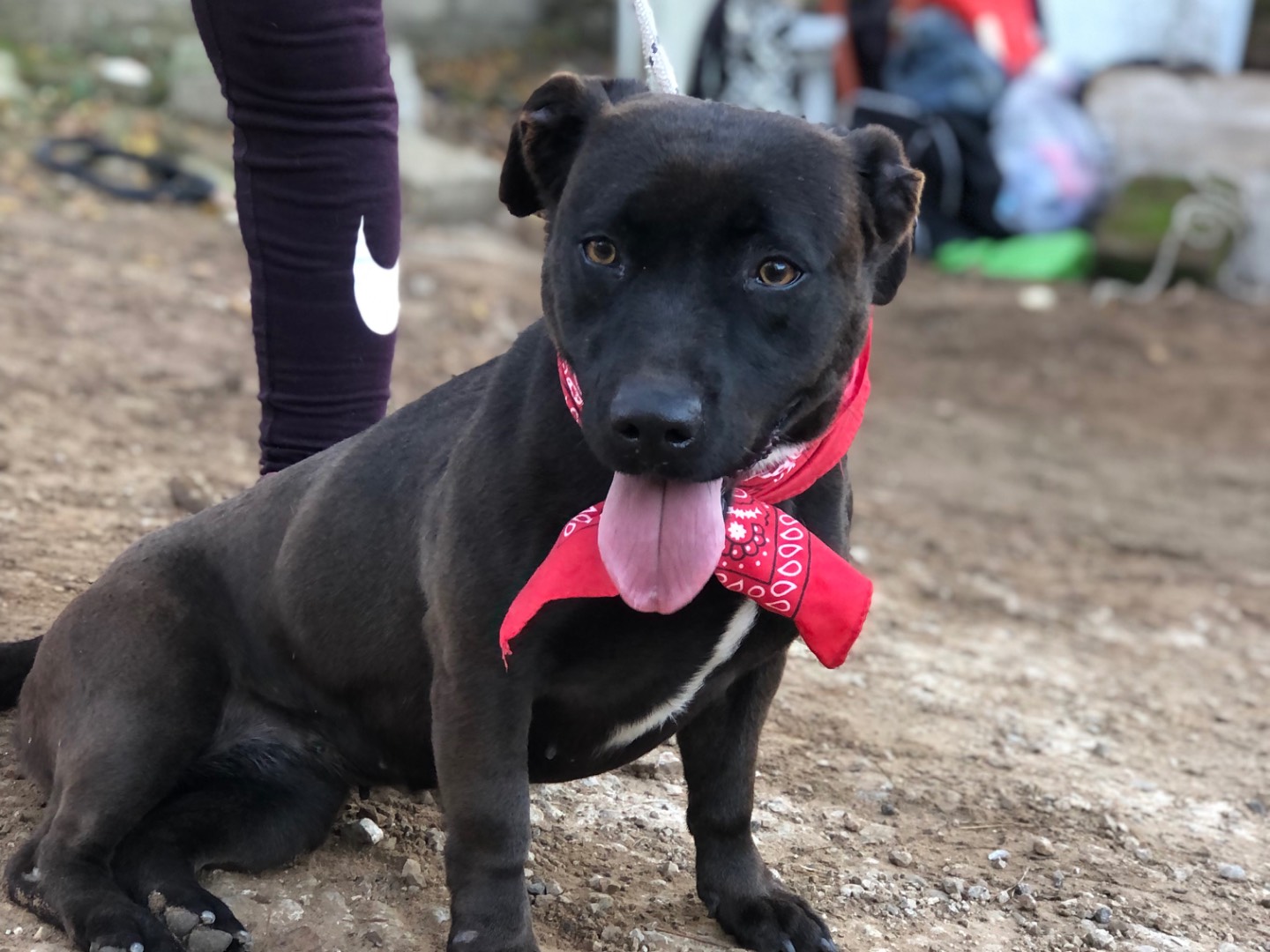 Adotta un cane, taglia media contenuta, femmina, Latina