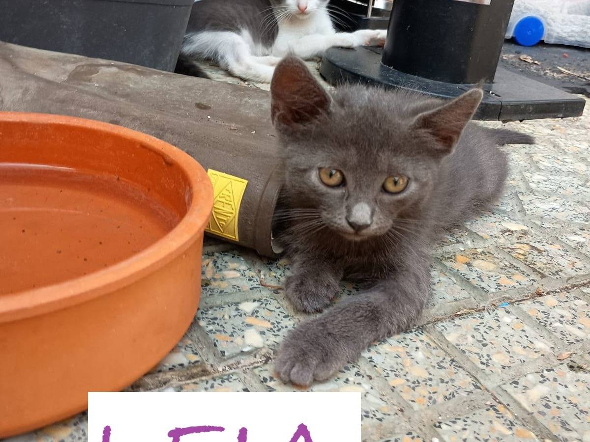 Adozione gatto, femmina, Certosino  Razza sconosciuta, 2 mesi, taglia non valida, Caserta