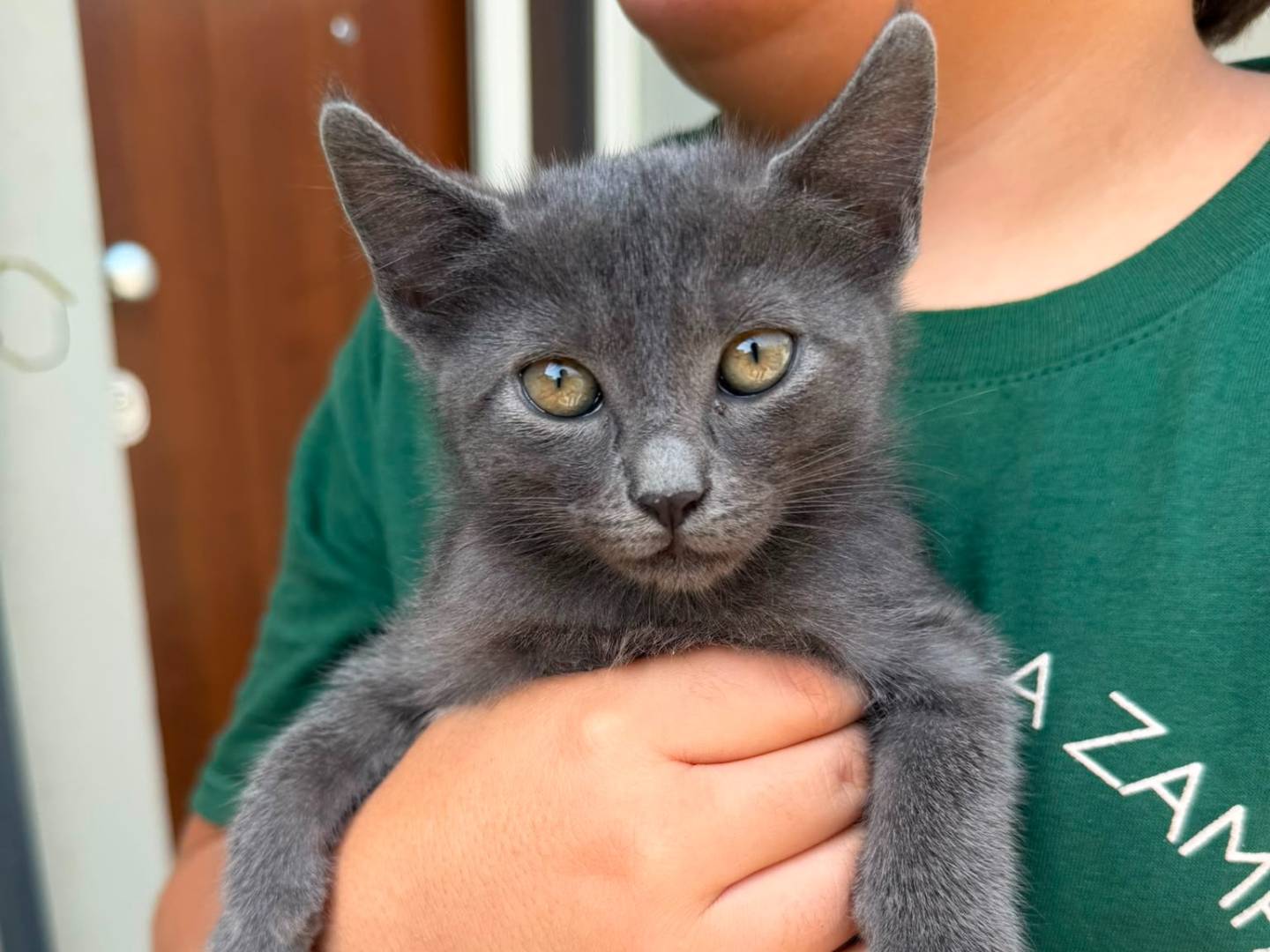 Adotta un gatto, femmina, 2 mesi, Caserta