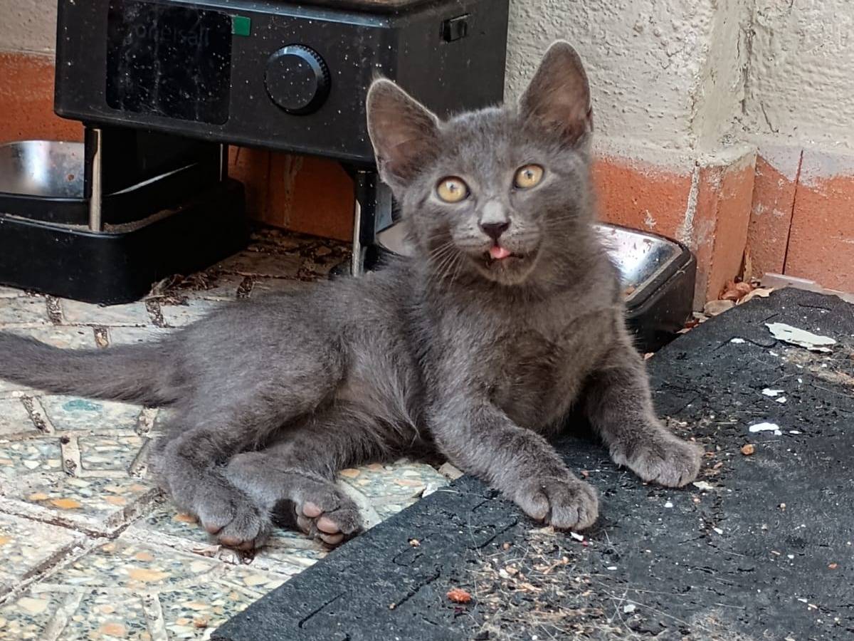Adotta un gatto, taglia non valida, femmina, Caserta