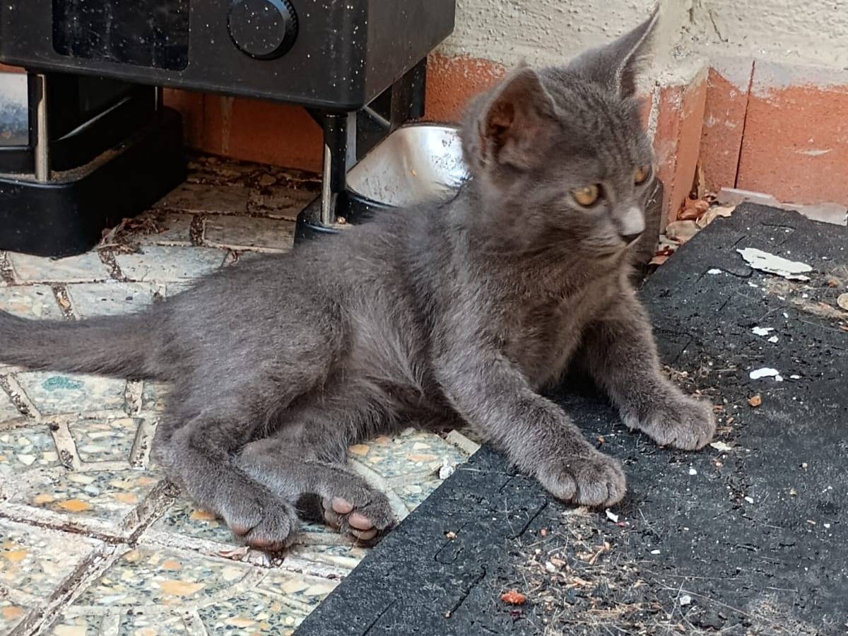 Vuoi adottare un gatto a Caserta?