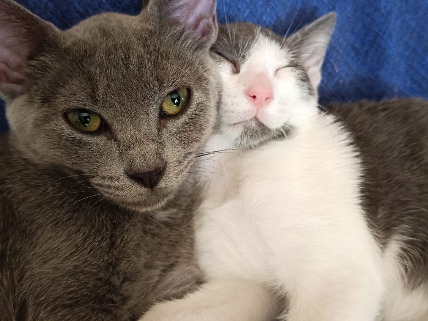 Adozione gatto, maschio, Razza sconosciuta Razza sconosciuta, 3 mesi, taglia non valida, Venezia