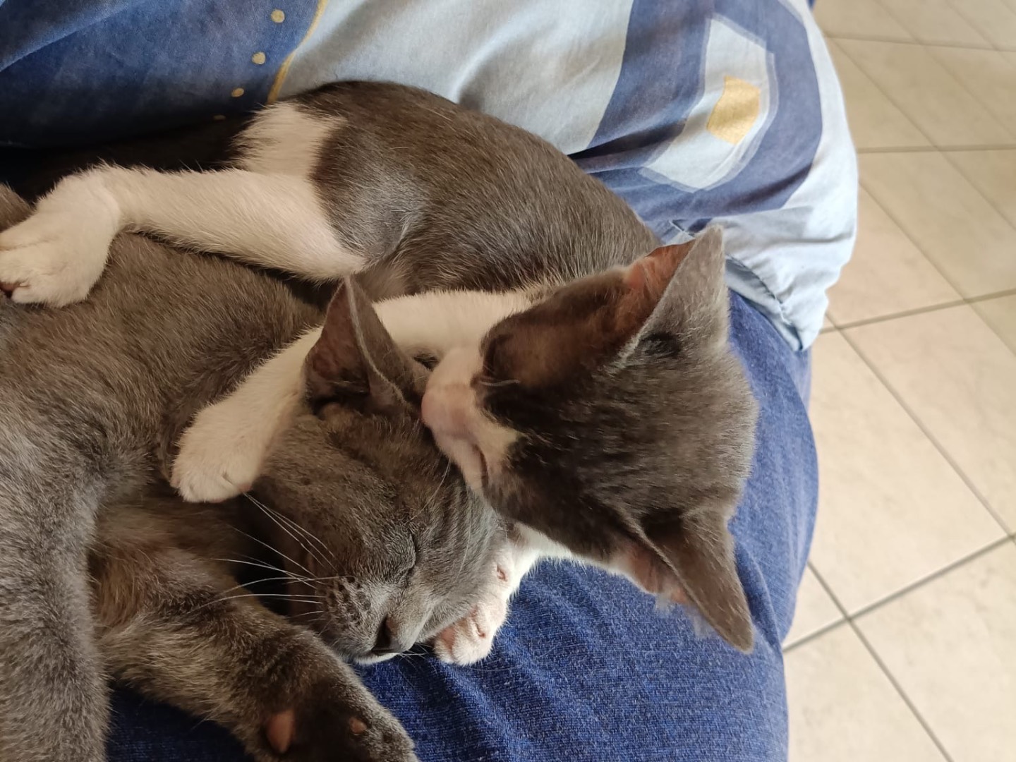 Adotta un gatto, maschio, 3 mesi, Venezia