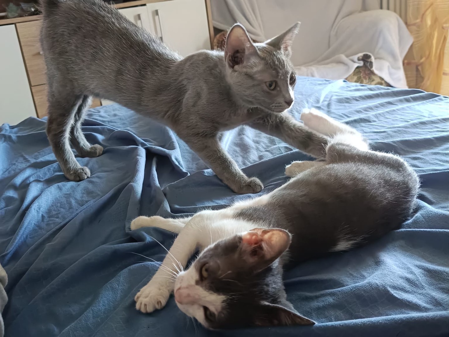 Adotta un gatto, taglia non valida, maschio, Venezia