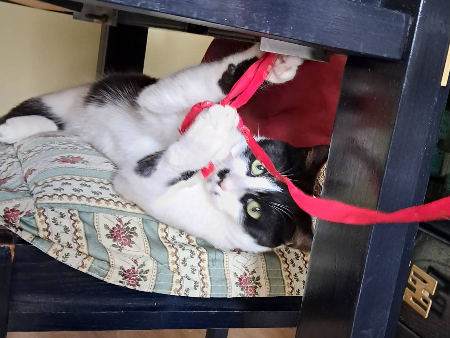 Adotta un gatto, maschio, 1 anno, Bergamo
