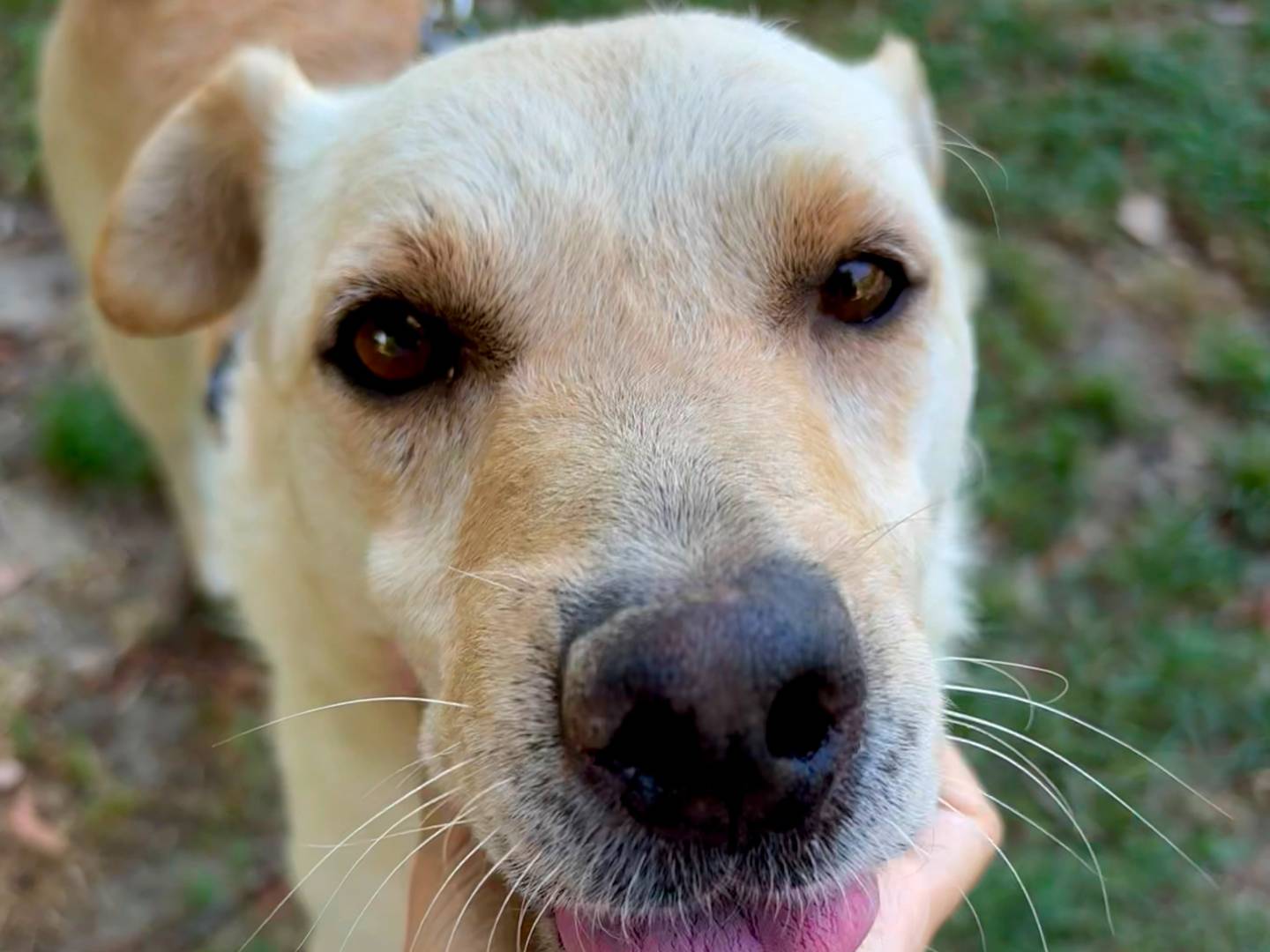 Adotta un cane, taglia media, maschio, Torino