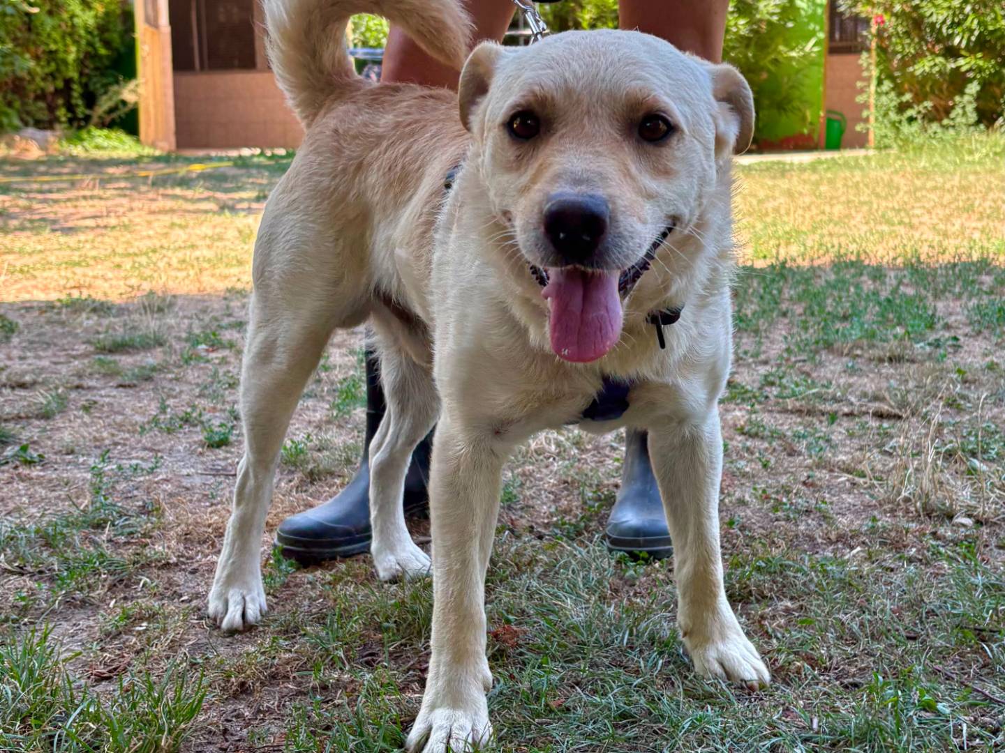 Adotta un cane, maschio, 8 mesi, Torino