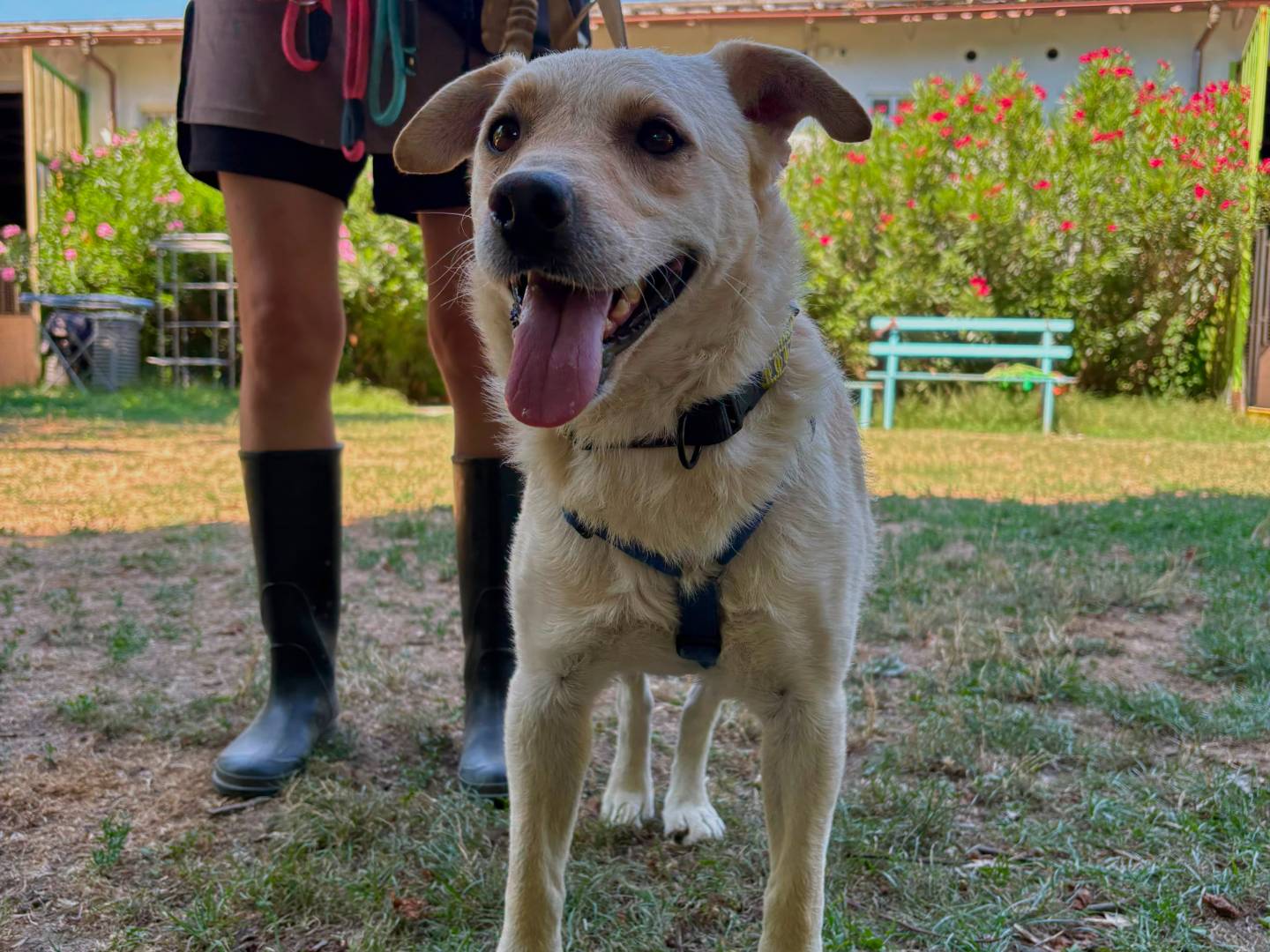 Vuoi adottare un cane a Torino?