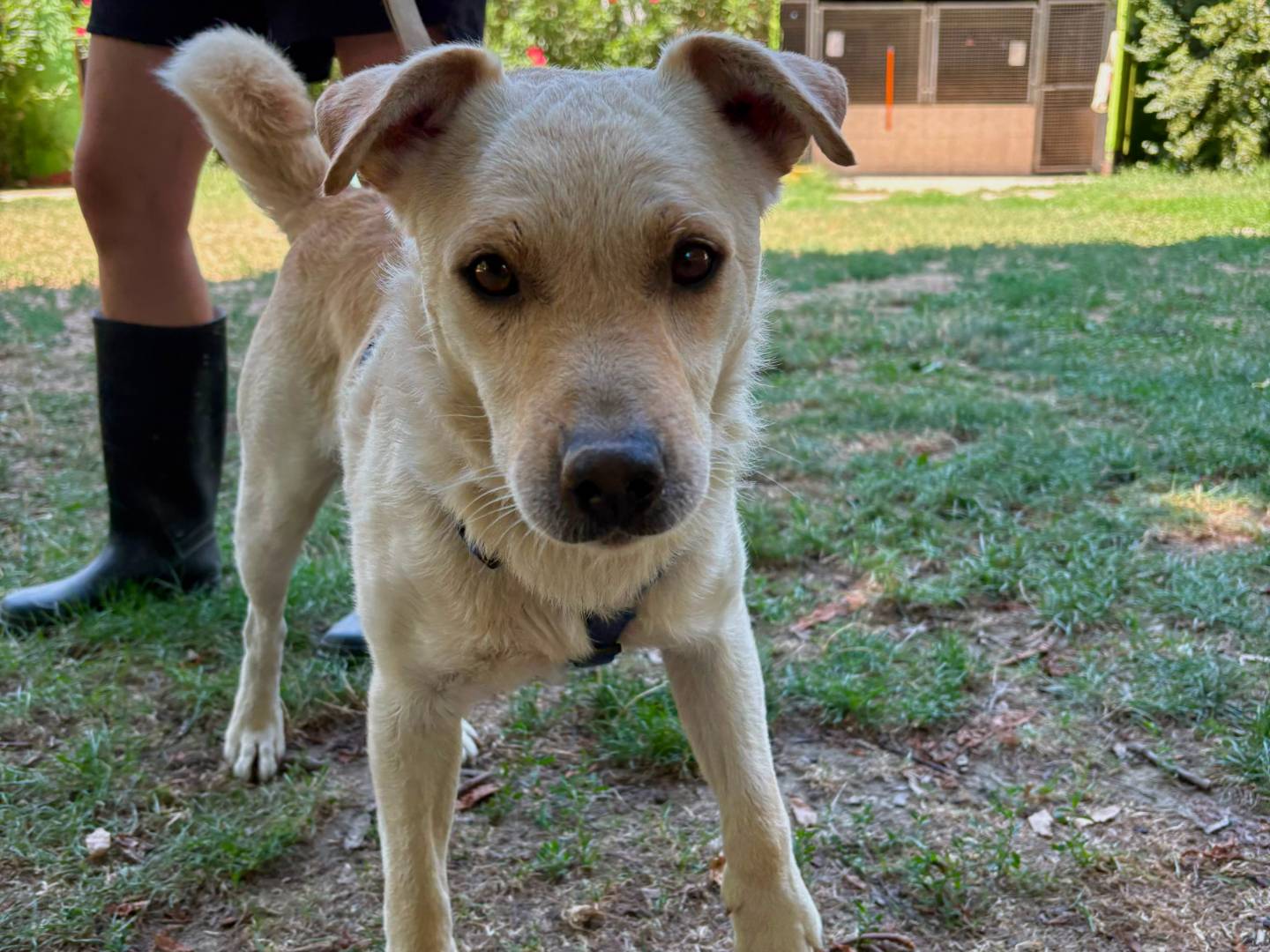 Adozione cane, maschio, Razza sconosciuta Razza sconosciuta, 8 mesi, taglia media, Torino